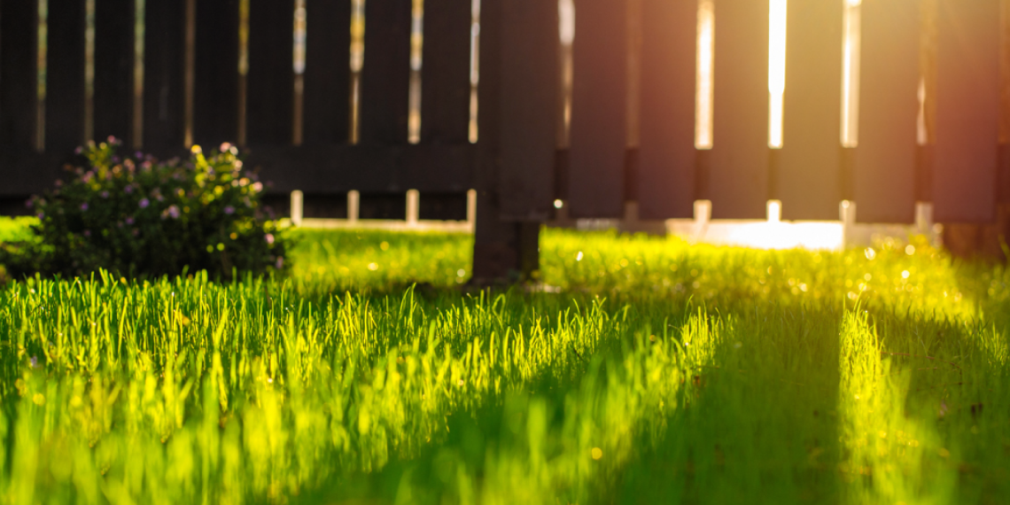 Nurmella ruskea puinen aita, jonka takaa kuultaa auringon valo.
